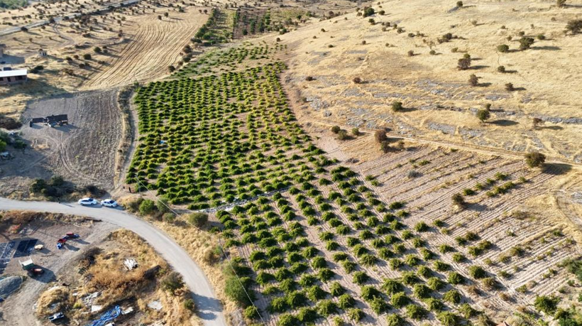 Bin rakımda yetişiyor, talep yağıyor: Kilosu 600 lira - Resim: 2