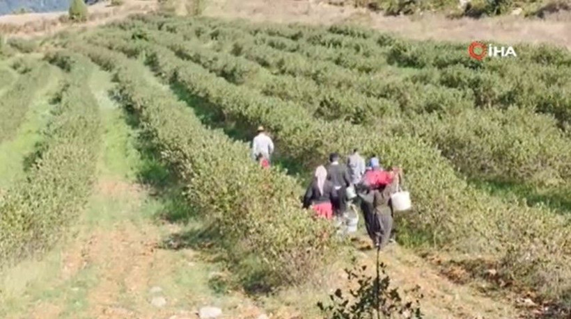 Kilosu 200 TL’den satılıyor: 5 yıl bekledi, emeğinin karşılığını aldı - Resim: 8