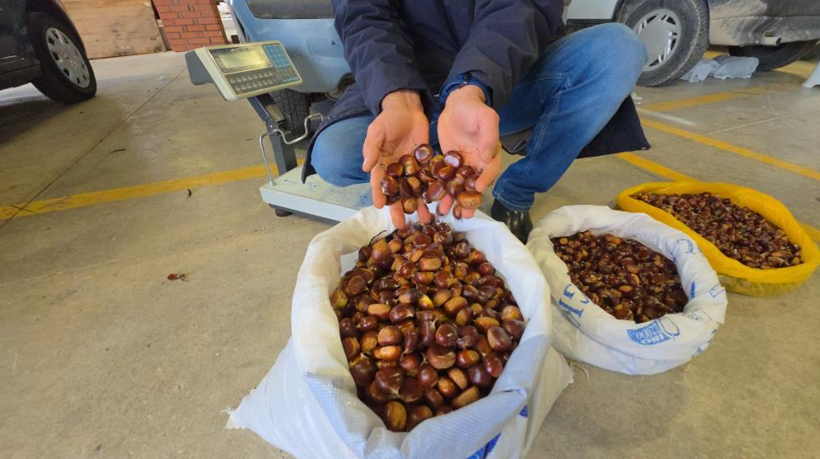 Tescilli üründe bu sene bereket var: Kilosu 300 lira - Resim: 4