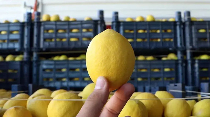 Türkiye'deki market limonlarında birden fazla pestisit çıktı - Resim: 15