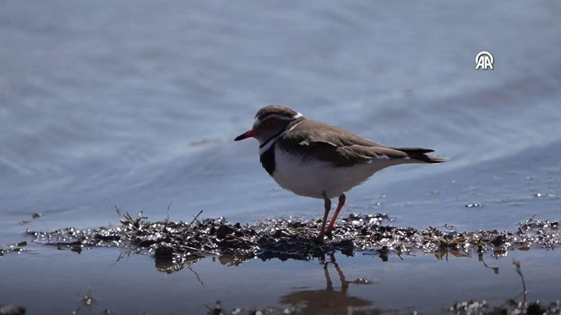 ‘Takkeli Cılıbıt’ Türkiye'de ilk kez görüldü: 504 kuş türü oldu... Afrika’dan gelen sürpriz misafir - Resim: 8