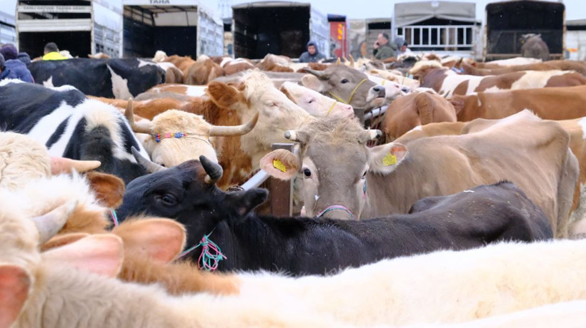 Kurban piyasasında fiyatlar belli oldu: Besicilerden kritik uyarı - Resim: 7