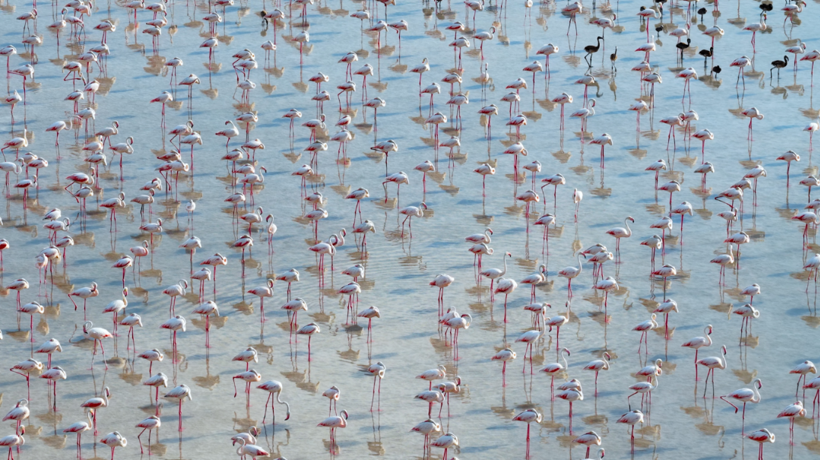 Tuz Gölü’nde görsel şölen: Flamingo yavrusu sayısı 5 yılın zirvesine ulaştı - Resim : 4
