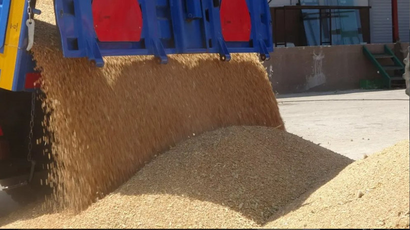 Kilosu 12 TL'den satılıyor: 60 dönümle başladı, 500 dönüme ulaştı - Resim : 1