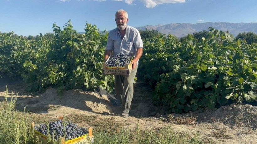 200 yıllık topraklarda hasat başladı: Kilosu 200 liradan satılıyor - Resim: 7