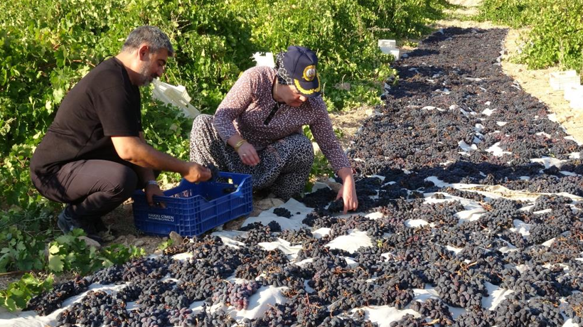 Bin rakımda yetişiyor, talep yağıyor: Kilosu 600 lira - Resim: 3