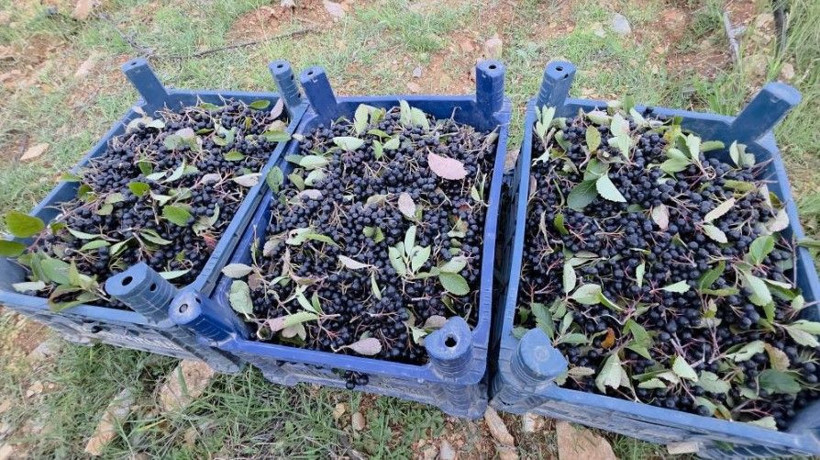 Kilosu 200 TL’den satılıyor: 5 yıl bekledi, emeğinin karşılığını aldı - Resim: 5