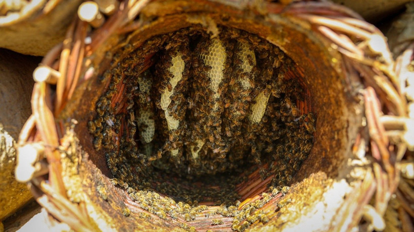 Dededen kalma yöntemle üretiyor: Kilosunu 3 bin liradan satıyor - Resim: 5