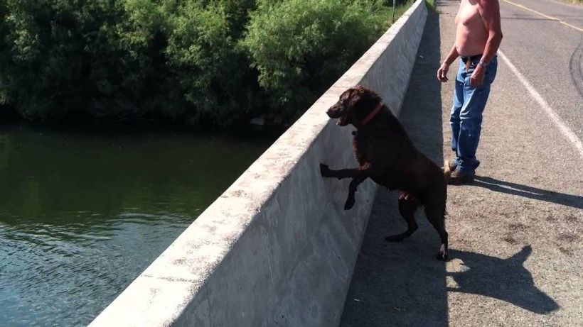 Köpeklerin intihar ettiği yer gizemini koruyor... Hayvanseverlerin kabus yeri - Resim: 4
