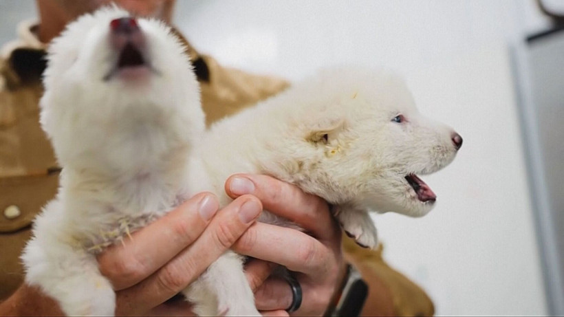 Jurassic Park gerçek oldu... 'Kurt'la yaptılar - Resim: 4