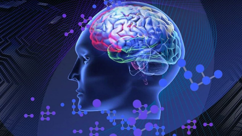 İnsan beyni geleceği görebiliyor: Hafıza merkezi ile ilgili yeni keşif - Resim: 4