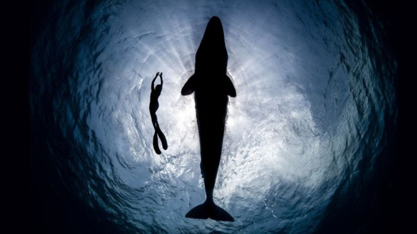 Hayvanlarla konuşmanın yolu açıldı: Yapay zekâ destekli proje: Earth Species Project - Resim: 3