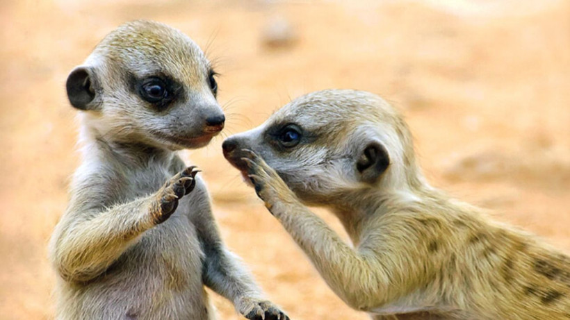 Hayvanlarla konuşmanın yolu açıldı: Yapay zekâ destekli proje: Earth Species Project - Resim: 4