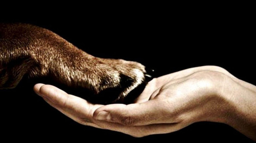 Hayvanlarla konuşmanın yolu açıldı: Yapay zekâ destekli proje: Earth Species Project - Resim: 2