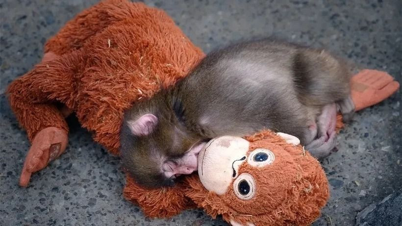 Yürekleri dağlamıştı, yavru maymun Punch için Andrew Tate’ten büyük teklif - Resim: 8