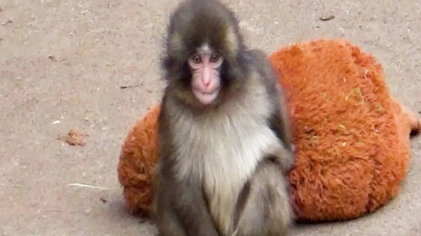 Yürekleri dağlamıştı, yavru maymun Punch için Andrew Tate’ten büyük teklif - Resim: 9