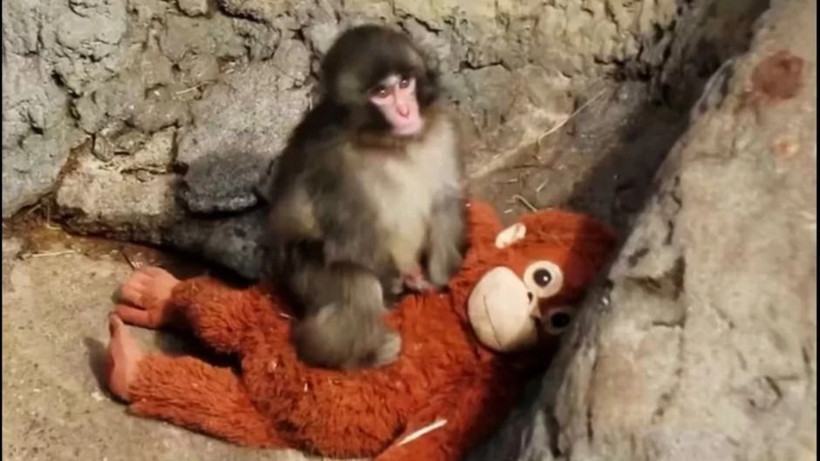 Yürekleri dağlamıştı, yavru maymun Punch için Andrew Tate’ten büyük teklif - Resim: 5