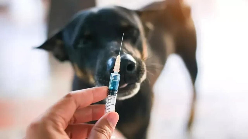 İstanbul’da kuduz riski sebebiyle tedbir amaçlı 123 bin kişi sağlık kuruluşlarına başvurdu - Resim: 6