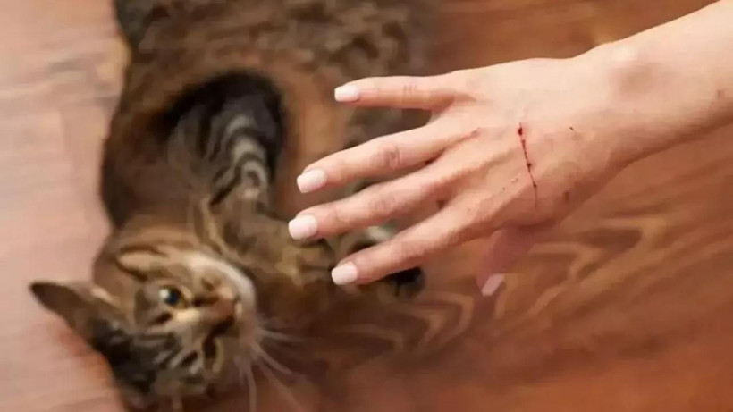 İstanbul’da kuduz riski sebebiyle tedbir amaçlı 123 bin kişi sağlık kuruluşlarına başvurdu - Resim: 9