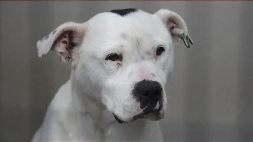 İstanbul’da kuduz riski sebebiyle tedbir amaçlı 123 bin kişi sağlık kuruluşlarına başvurdu - Resim: 3