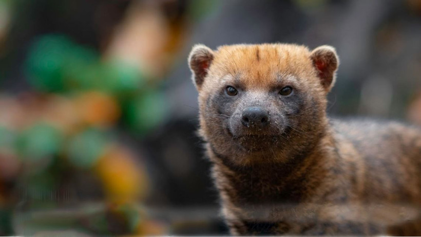 Ormanın küçük devi: Ayı yüzlü avcı: Çalı Köpeği'nin şaşırtan gücü - Resim: 2