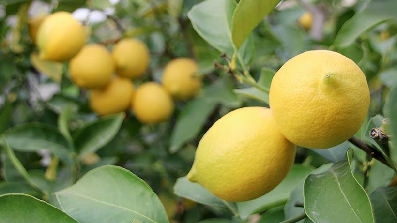 Dikenli limonda fiyat şoku: Kilosu 60 liraya dayandı - Resim: 1