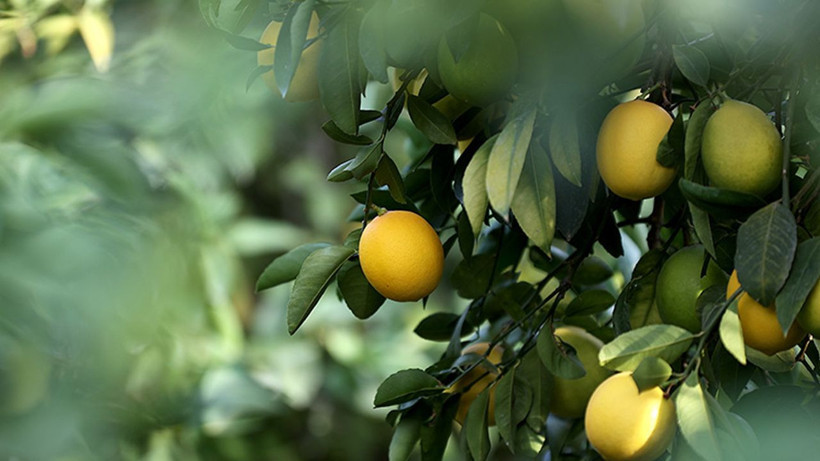 Dikenli limonda fiyat şoku: Kilosu 60 liraya dayandı - Resim: 2