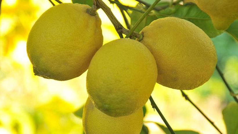 Dikenli limonda fiyat şoku: Kilosu 60 liraya dayandı - Resim: 3