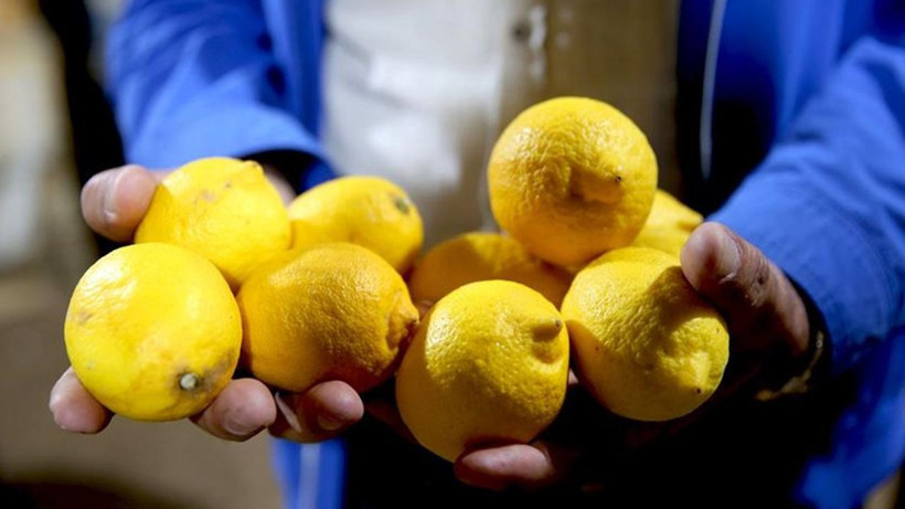 Dikenli limonda fiyat şoku: Kilosu 60 liraya dayandı - Resim: 4