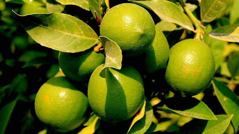 Dikenli limonda fiyat şoku: Kilosu 60 liraya dayandı - Resim: 6