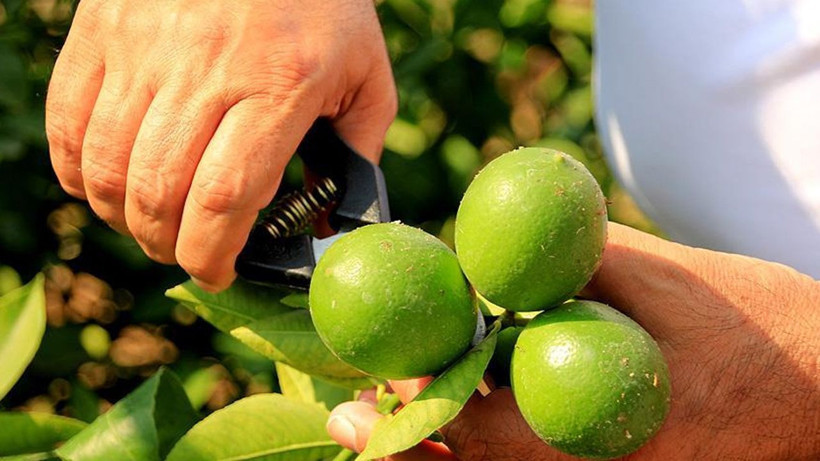 Dikenli limonda fiyat şoku: Kilosu 60 liraya dayandı - Resim: 8