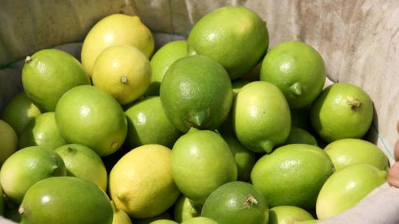 Dikenli limonda fiyat şoku: Kilosu 60 liraya dayandı - Resim: 9