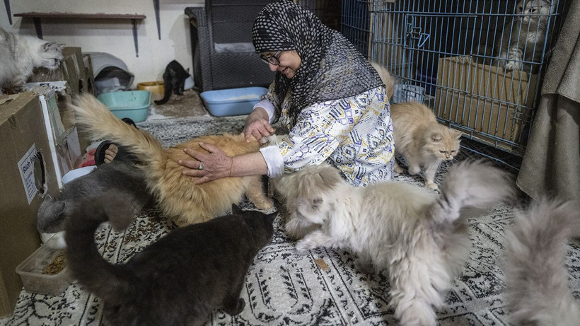 Savaşın ortasında insanlık dersi: 40 kedisiyle kaçmak zorunda kaldı - Resim: 5