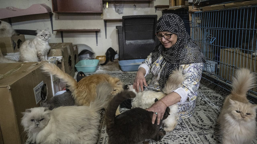 Savaşın ortasında insanlık dersi: 40 kedisiyle kaçmak zorunda kaldı - Resim: 4