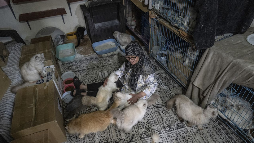 Savaşın ortasında insanlık dersi: 40 kedisiyle kaçmak zorunda kaldı - Resim: 1