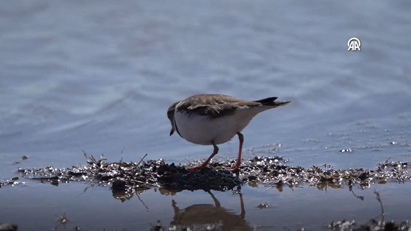 ‘Takkeli Cılıbıt’ Türkiye'de ilk kez görüldü: 504 kuş türü oldu... Afrika’dan gelen sürpriz misafir - Resim: 9
