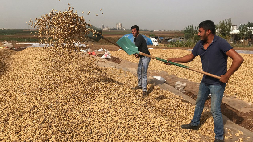 Fıstık kabuğundan yüksek teknoloji: Atıklar grafene dönüşüyor - Resim: 2