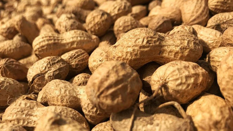 Fıstık kabuğundan yüksek teknoloji: Atıklar grafene dönüşüyor - Resim: 1