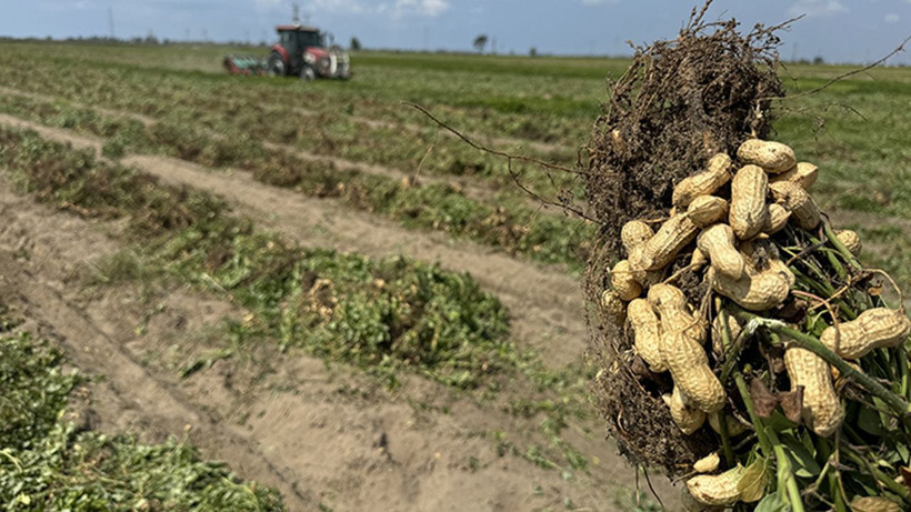 Fıstık kabuğundan yüksek teknoloji: Atıklar grafene dönüşüyor - Resim: 9