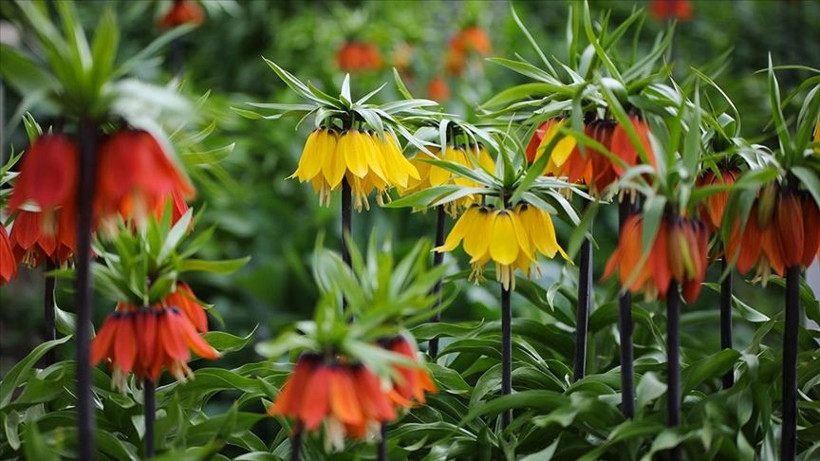 Ağlayan Gelin açtı: Yılda sadece 20 gün görünüyor… Koparanın cezası servet değerinde - Resim: 1