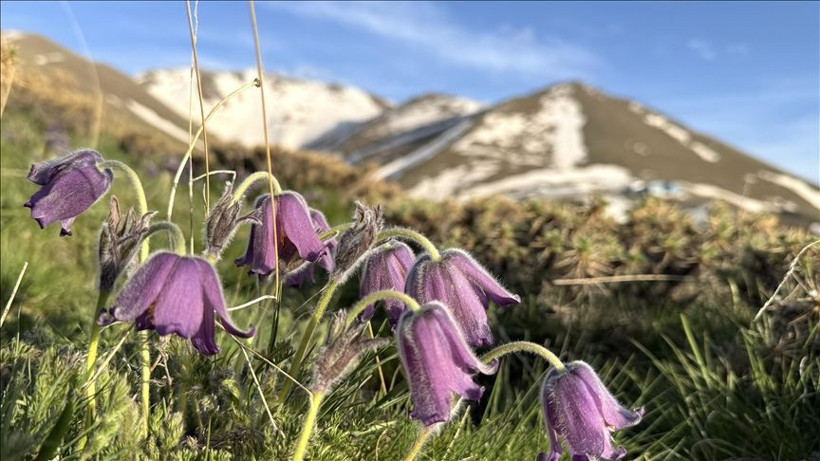 Ağlayan Gelin açtı: Yılda sadece 20 gün görünüyor… Koparanın cezası servet değerinde - Resim: 16