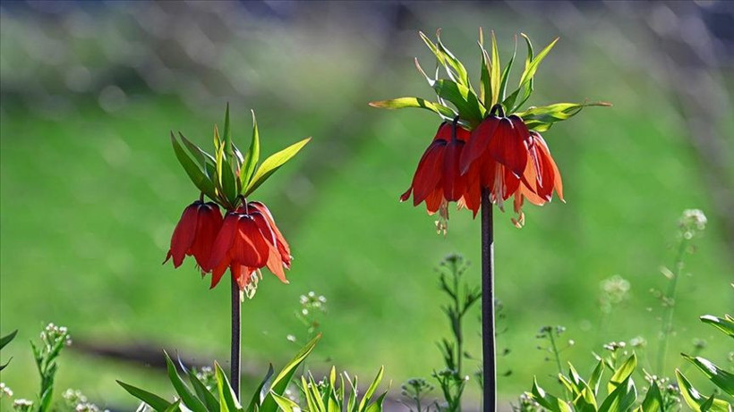Ağlayan Gelin açtı: Yılda sadece 20 gün görünüyor… Koparanın cezası servet değerinde - Resim: 15