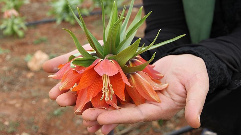 Ağlayan Gelin açtı: Yılda sadece 20 gün görünüyor… Koparanın cezası servet değerinde - Resim: 17