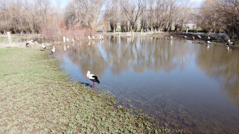 Baharın müjdecisi leylekler böyle görüntülendi - Resim: 2