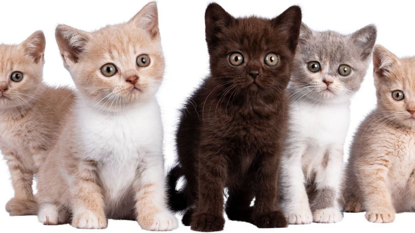 Kedinizin bu davranışını hafife almayın: Sessiz tehlike kapıda olabilir - Resim: 7