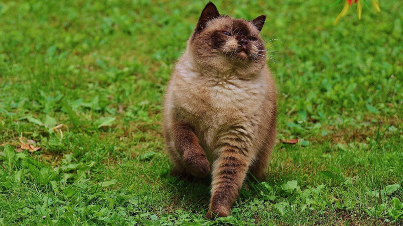 Kedinizin bu davranışını hafife almayın: Sessiz tehlike kapıda olabilir - Resim: 8