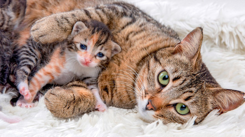 Kedinizin bu davranışını hafife almayın: Sessiz tehlike kapıda olabilir - Resim: 4