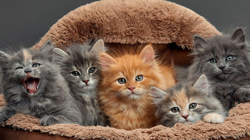 Kedinizin bu davranışını hafife almayın: Sessiz tehlike kapıda olabilir - Resim: 3