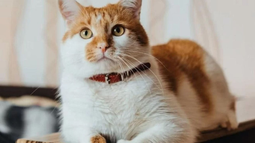 Kedinizin bu davranışını hafife almayın: Sessiz tehlike kapıda olabilir - Resim: 10