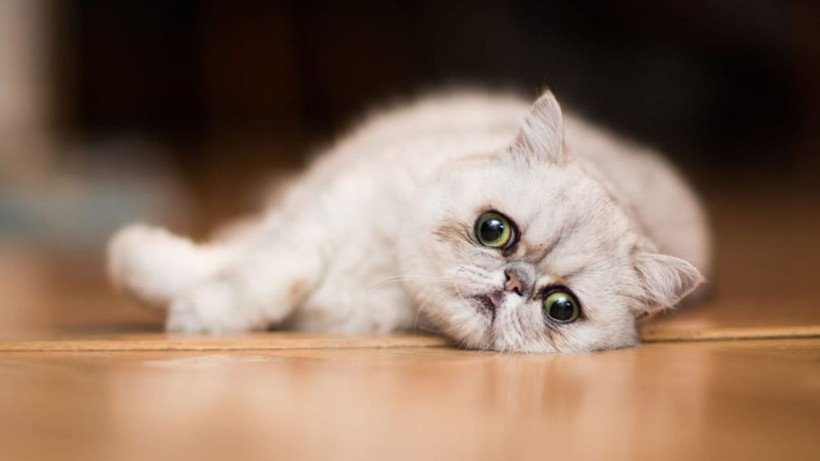 Kedinizin bu davranışını hafife almayın: Sessiz tehlike kapıda olabilir - Resim: 9